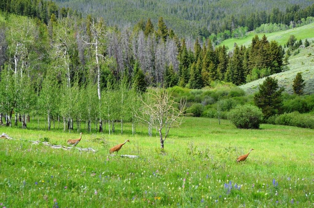 Holmstrom Sheep Creek Ranch